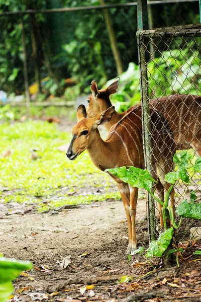 Vertical Shot Two Female Nyalas Tragelaphus Angasii Standing Wire Fence — Stock Photo, Image