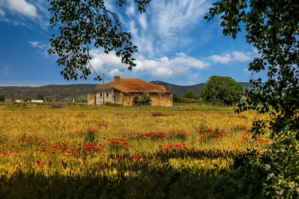 Campo Amapola Árboles Que Rodean Una Casa Rural — Foto de Stock