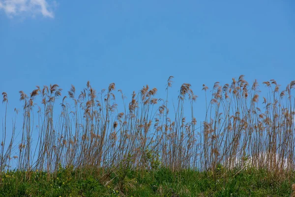 Clump Dried Reeds Hill Blue Sky — Stock Photo, Image