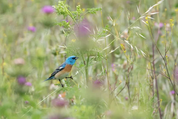 Roztomilé Lazuli Bunting Passerina Amoena Tenkém Stonku — Stock fotografie