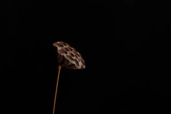 Eine Getrocknete Lotusblume Isoliert Auf Schwarzem Hintergrund — Stockfoto