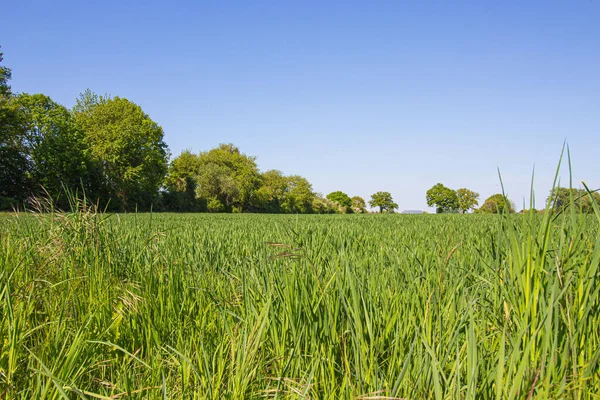 Een Prachtig Uitzicht Een Rijstgroen Veld Bomen Rondom Tegen Een — Stockfoto