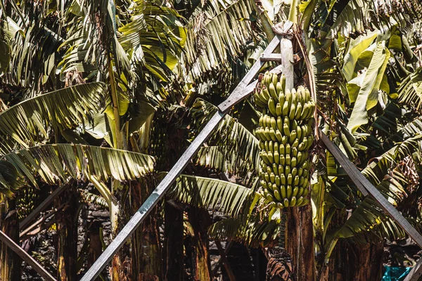 Куча Бананов Выращенных Дереве Мадерии — стоковое фото