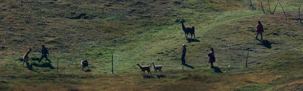 Een Alpaca Kudde Peru — Stockfoto