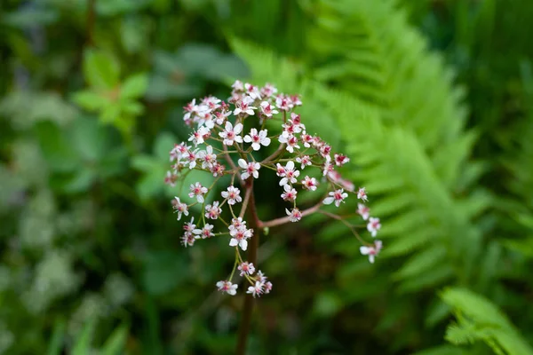 Närbild Darmera Peltata Blommor Trädgården Suddig Grön Bakgrund — Stockfoto