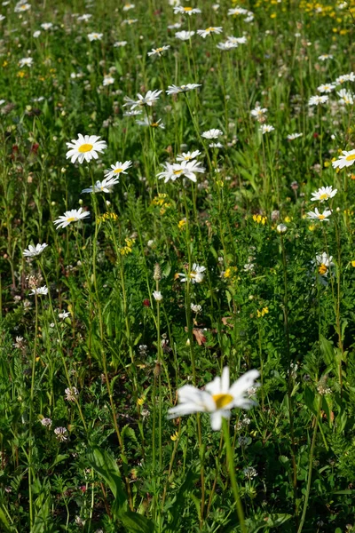 Beautiful Camomile Flowers Growing Blooming Field — Stock Photo, Image