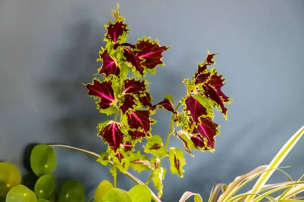 Splendor Prakt Spragle Colorful Houseplant — Stock Photo, Image