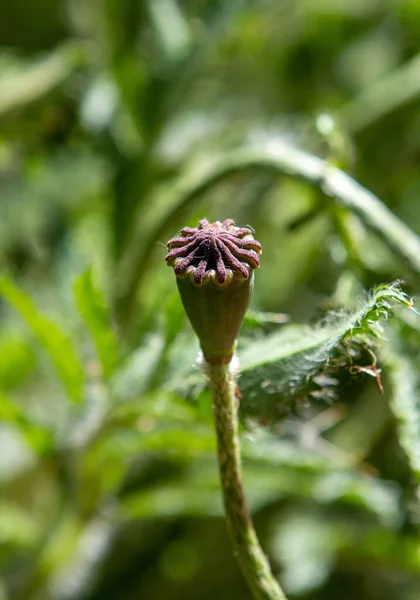 Close Small Poppy Fruit Head Green — Stock Photo, Image