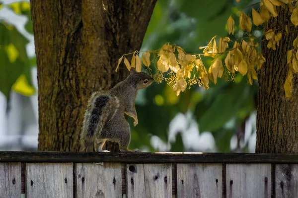 Eine Nahaufnahme Eines Eichhörnchens Auf Einem Holzzaun Riecht Die Trockenen — Stockfoto