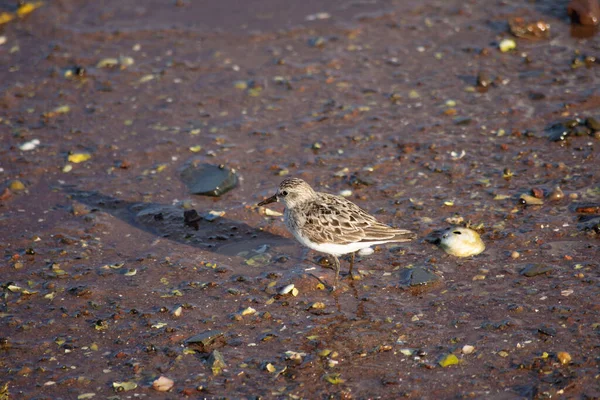 Liten Söt Sandpiper Fågel Uppflugen Våt Mark Solljuset — Stockfoto