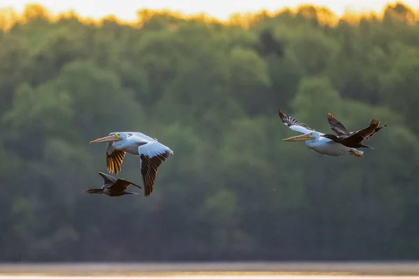 Los Pelícanos Los Grandes Cormoranes Volando Sobre Agua Del Estanque — Foto de Stock