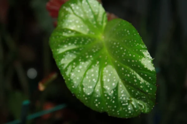 Selektywne Ujęcie Zielonego Liścia Roślin Białymi Plamami — Zdjęcie stockowe
