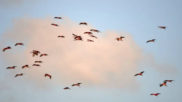 Açık Mavi Bulutlu Bir Arkaplanda Uçarken Güzel Bir Kızılcık Görüntüsü — Stok fotoğraf