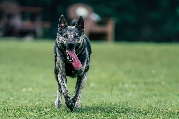 荷兰牧羊犬在绿草上奔跑的选择性镜头 — 图库照片