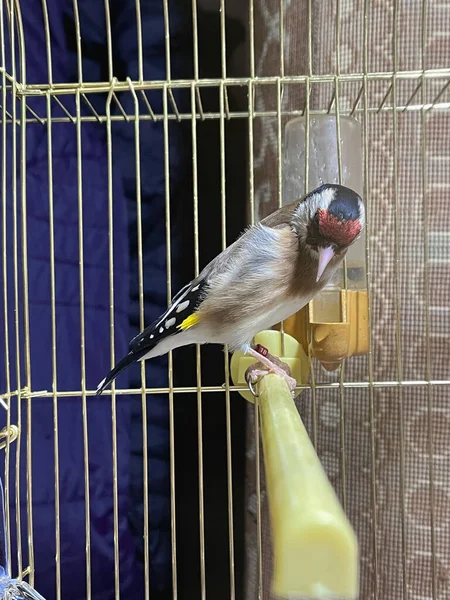 Single Goldfinch Bird Small Cage Indoors — Stock Photo, Image