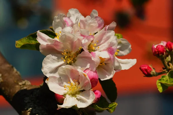 春に太陽の下でリンゴの花 白とピンク 赤の背景 マクロの詳細 — ストック写真