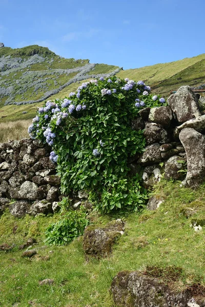 Primer Plano Las Flores Silvestres Que Crecen Una Pila Rocas — Foto de Stock