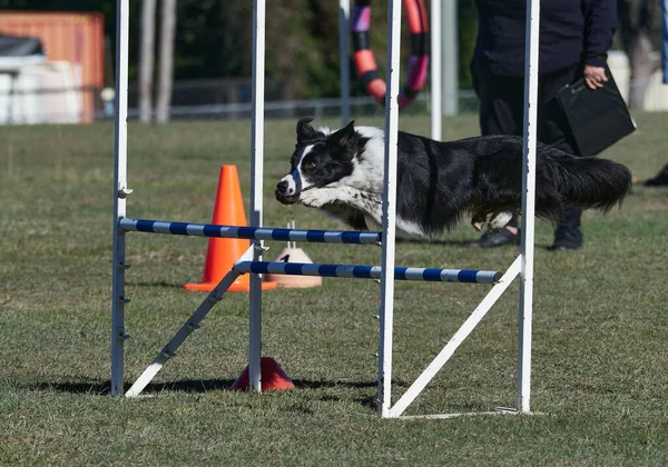 犬の敏捷性フィールド上の多くの障害物 犬はある活動から別の活動へと急速に移動します明らかに多くの楽しみを持っています — ストック写真