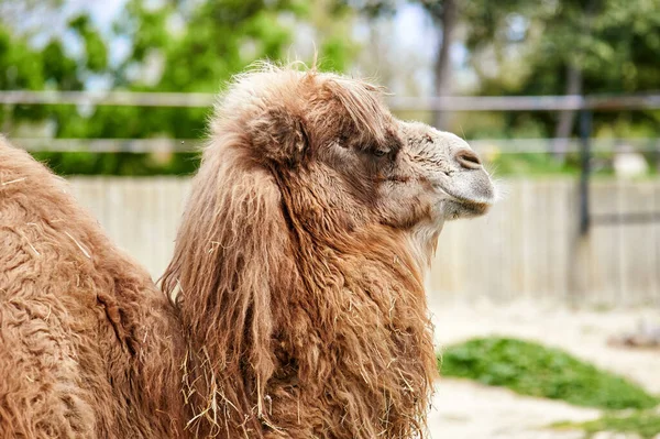 Camello Bactriano Camello Asiático Con Mucha Piel Vista Perfil — Foto de Stock