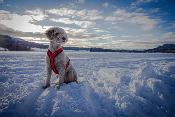 Selective Focus Shot Small Dog Sitting Snowy Ground — Stock Photo, Image