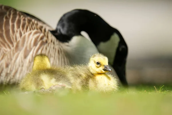 Selective Shot Mother Canadian Goose Watching Her Newly Hatched Goslings — Stock Photo, Image