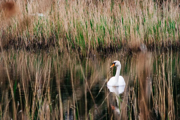 Closeup Shot Beautiful Mute Swan Swimming Pond — Stock Photo, Image