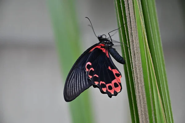 Primer Plano Una Mariposa Con Alas Rojas Con Dibujos Negros —  Fotos de Stock