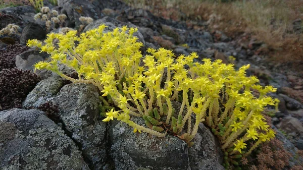 Yellow Plants Grown Stones — Stock Photo, Image