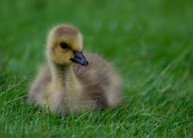 Çayırda genç bir ötüş.