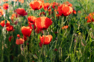 Tarladaki yabani gelincik çiçeklerinin seçici odak noktası.