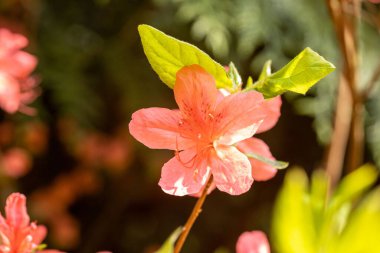 Macaristan 'ın Zalaegerszeg kentindeki Csacsi botanik bahçesinde bulanık arka planda Azalea çiçeklerinin yakın çekimi