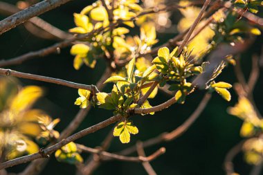 Bitki Kuro-Moji ağaç dalı güneş ışınlarının altında.
