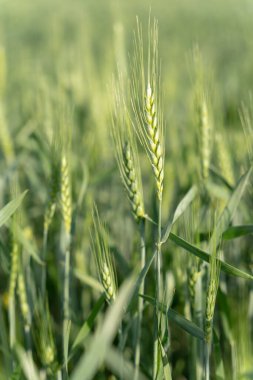 Buğday saplarının dikey yakın çekimi.