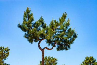 Mavi arkaplana karşı yeşil bir ağacın alçak açısı