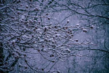 Soğuk bir günde ormandaki karla kaplı böğürtlen ağacı