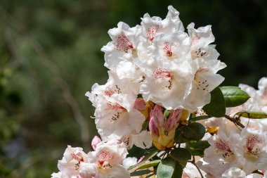 Güneşteki rhododendron çiçeklerine yakın çekim