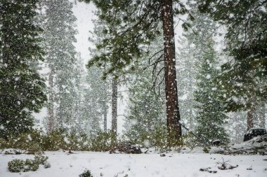 The pine trees in a forest during heavy snowfall