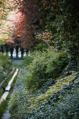 The magical road covered with common ivy plants in the forest