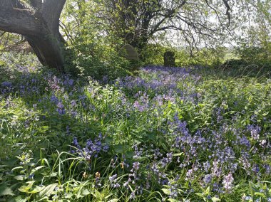 BlueBell sezonu mezarlıkta. Yaşam ve ölüm döngüsü kavramı. Earsdon, Kuzey Tyneside, İngiltere.