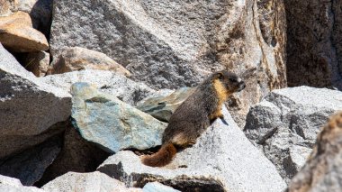 Marmot gazing out over his domain