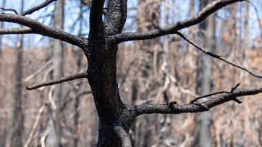 John Muir Patikası, Kaliforniya 'daki ağaç dallarının yakın plan çekimi.