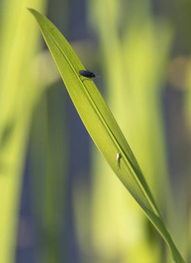 A vertical closeup of a tiny insect perched on a long green leaf in sunlight