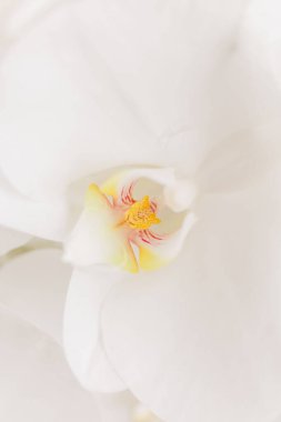 Beyaz orkide yapraklarının dikey yakın çekimi