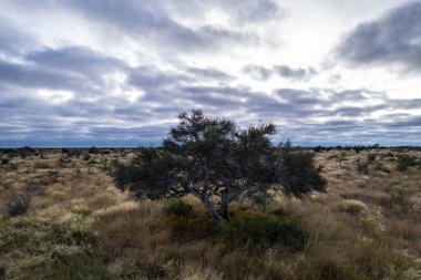 Savanadaki ağaçlar bulutlu gökyüzüne karşı. Namibya, Afrika.
