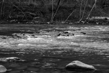 Büyük South Fork nehrinin ormanlardan akan gri tonlu bir görüntüsü.