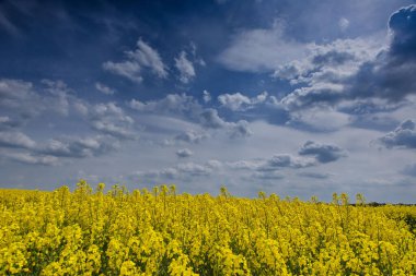The beautiful landscape with a rapeseed field against the blue sky with clouds.