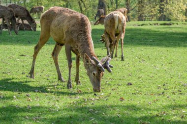 A herd of brown deer grazing in the green field in Haag zoo