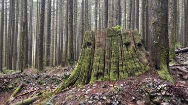 Yosunlu gövdesi olan sık bir orman.