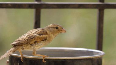 Su içmek için bir kâseye tünemiş bir ev serçesinin yakın çekimi.