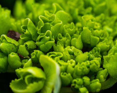 A macro shot of peony green jade growing on a blurry background